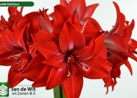 hippeastrum Double Delicious (2)